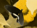 pelicula mariposa oso